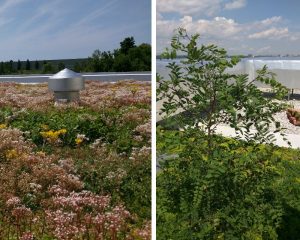 The beautifully flowering vegetated roof on the left is a "soilless" system that requires less weeding and maintenance. The vegetated roof on the right is a growing-medium based system that requires routine weeding.