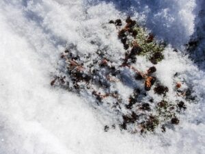 Sedum succulent plants peeking out from under a blanket of snow.