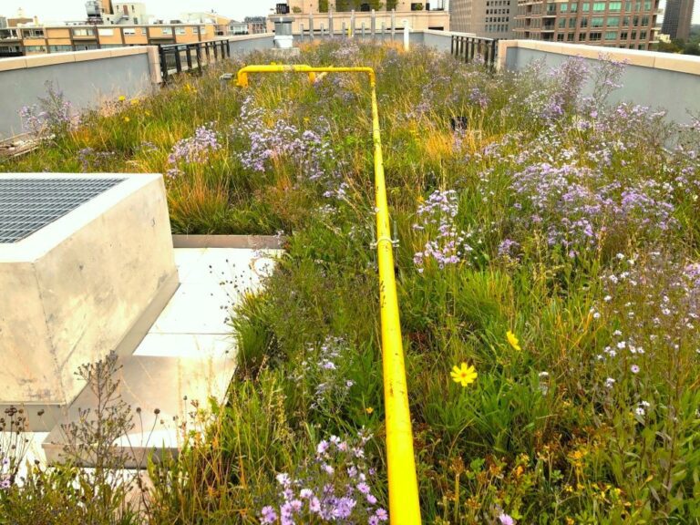 Rooftop in midtown Toronto features a thriving and lush, biodiverse Alpine Meadow rooftop with yellow and purple flowers that meet City oToronto's biodiverse green roof requirements. There are two flowers flowering on this autumn day. They are Purple Asters and Coreopsis (yellow flowers). Rooftop chimneys as well as Toronto skyline is visible in the background.