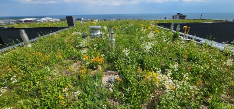 Rooftop view of the XO 2 Condo with Lake Ontario in the distant skyline. The roof vegetation is the Alpine Meadow bioverse pre-vegetated blanket system. The pre-grown vegetation blanket allows for instant biodiversity.