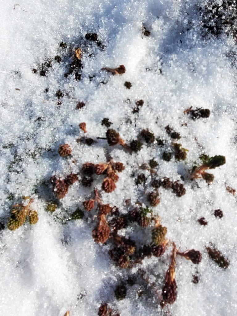 571 Clendenan garage green roof winter Variety of sedum plants peeking from under snow on a residental green roof.