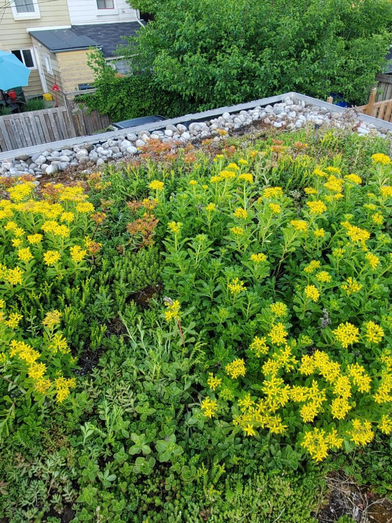 Green roof in the Junction Toronto