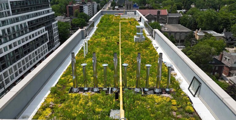 Lush and biodiverse Alpine Meadow pre-vegetated green roof system flowering with many yellow Black-Eyed Susan flowers, sedums, chives are visible visible on a rooftop in Toronto with high rises visible on a rooftop in Toronto with a view facing west St. Clair Ave West