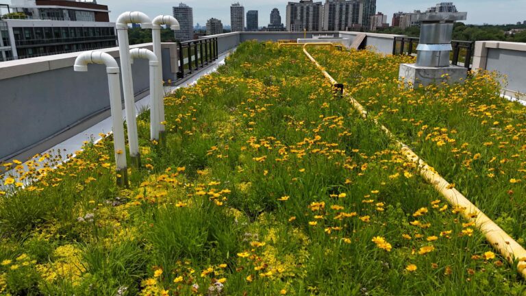 Close up of the lush and biodiverse Alpine Meadow pre-vegetated green roof system flowering with many yellow black-eyed susan flowers visible on a rooftop in Toronto with a view of the Toronto skyline..
