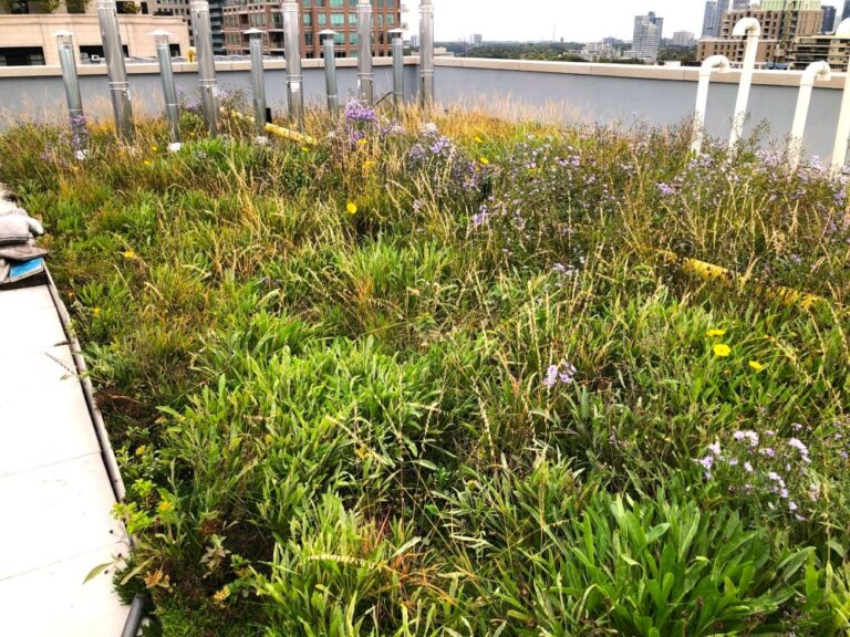 Rooftop in midtown Toronto features a thriving and lush, biodiverse Alpine Meadow rooftop with yellow and purple flowers that meet City oToronto's biodiverse green roof requirements. There are two flowers flowering on this autumn day. They are Purple Asters and Coreopsis (yellow flowers). Rooftop chimneys as well as Toronto skyline is visible in the background.
